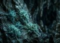 Bactérias das profundezas das cavernas resistem à medicina moderna e agem como predadores invisíveis