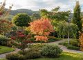Oito árvores ornamentais de pequeno porte que mudam de cor e transformam o jardim sem ocupar muito espaço