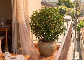 A planta perfumada que floresce em vasos, exige poucos cuidados e deixa varandas com cheiro de jasmim e pêssego