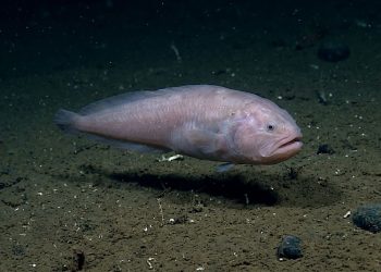 Como esses peixes das profundezas sobrevivem sob pressões capazes de esmagar aço?