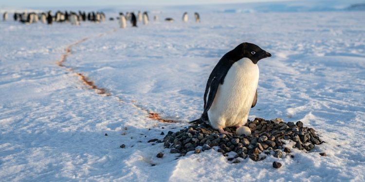 Pinguim dispara guano longe do ninho limpo no gelo da Antártida