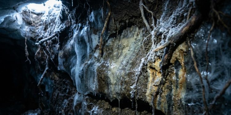 Parede de permafrost no Alasca com gelo, raízes antigas e biofilme de micróbios surgindo no solo úmido