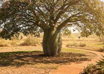 Essa árvore de tronco barrigudo resiste ao calor, perde as folhas e depois explode em flores rosas
