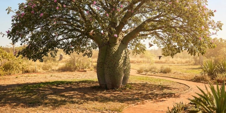 Paineira-rosa adulta cria sombra ampla em quintal seco e ensolarado