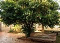 A árvore brasileira que dá sombra densa, atrai pássaros e transforma folhas simples em um chá muito poderoso
