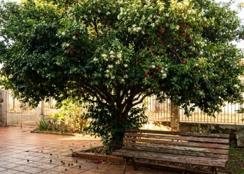 A árvore brasileira que dá sombra densa, atrai pássaros e transforma folhas simples em um chá muito poderoso