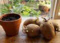O que fazer com brotos de batata antes de jogar fora e por que eles não devem ser consumidos