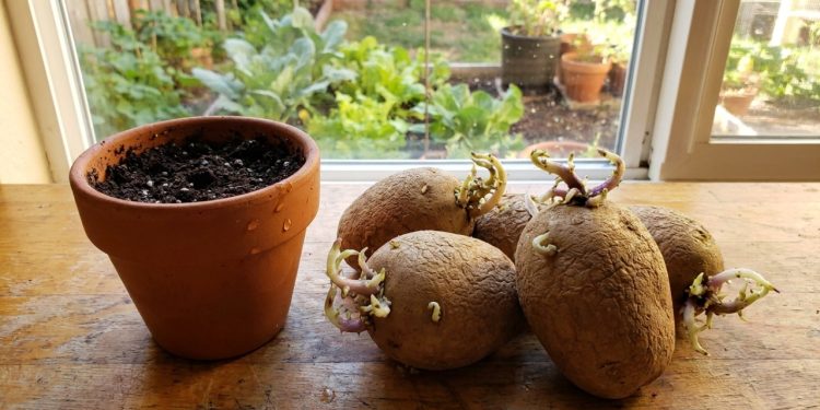 Batatas com brotos viram recurso para vasos e horta caseira