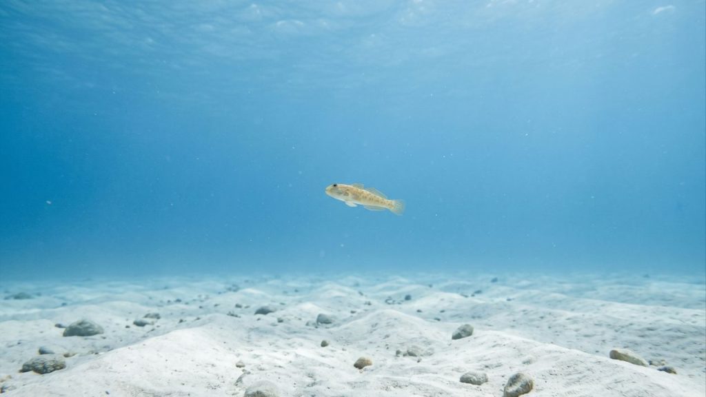 Cientistas alertam que 40% das águas dos oceanos estão mudando de cor e que isso pode ser mais preocupante do que parece