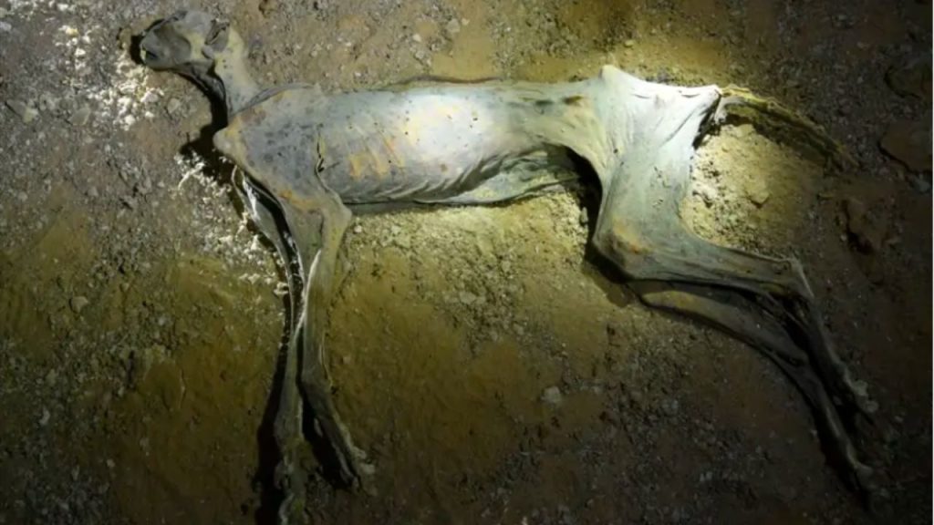 Essas cavernas esconderam múmias de chitas super conservadas mais de 2.000 anos