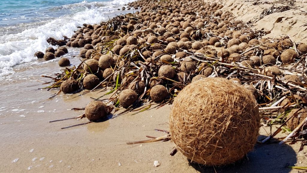 O que são as “bolas de Netuno” e por que elas podem ajudar a limpar microplásticos dos oceanos