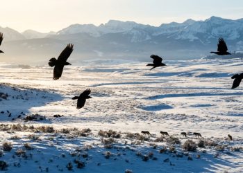 Em Yellowstone, corvos usam memória espacial para encontrar comida em vez de seguir lobos, revela estudo