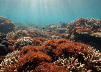 Cientistas monitoram alga vermelha invasora que avança por recifes do Havaí e muda a dinâmica do ecossistema marinho