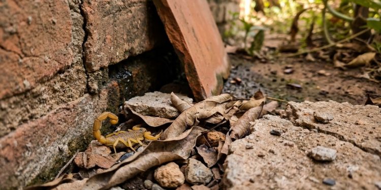 Escorpião escondido entre fresta, folhas e entulho