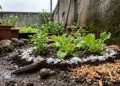 As 5 soluções caseiras que afastam lesmas do jardim sem pesar no solo nem ameaçar crianças e pets