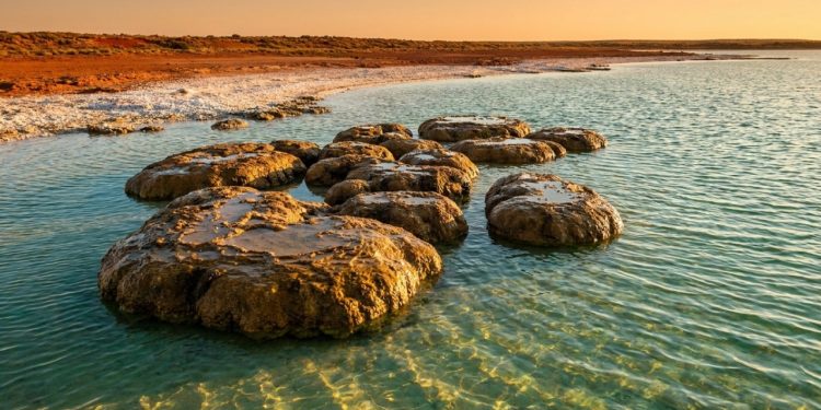 Estromatólitos vivos emergem das águas rasas de Shark Bay