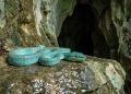 Onze espécies desconhecidas aparecem em cavernas do Camboja e expõem um ecossistema ameaçado pela extração de calcário