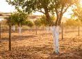 Pintar árvores de branco ajuda contra calor e rachaduras, mas tem um erro comum que pode sufocar o tronco