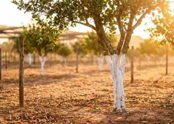 Pintar árvores de branco ajuda contra calor e rachaduras, mas tem um erro comum que pode sufocar o tronco