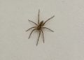 Especialistas afirmam que o aparecimento frequente de aranhas pode indicar que algo importante está acontecendo na sua casa