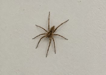 Especialistas afirmam que o aparecimento frequente de aranhas pode indicar que algo importante está acontecendo na sua casa