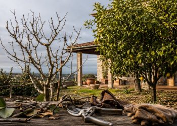 Nem limoeiros nem laranjeiras: quais árvores frutíferas devem ser podadas em maio e por quê?
