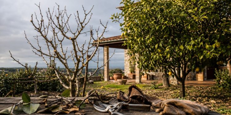 Nem limoeiros nem laranjeiras: quais árvores frutíferas devem ser podadas em maio e por quê?