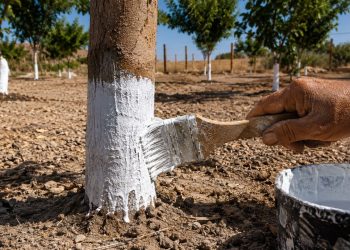 O motivo curioso que leva agricultores a pintarem troncos de árvores de branco há gerações