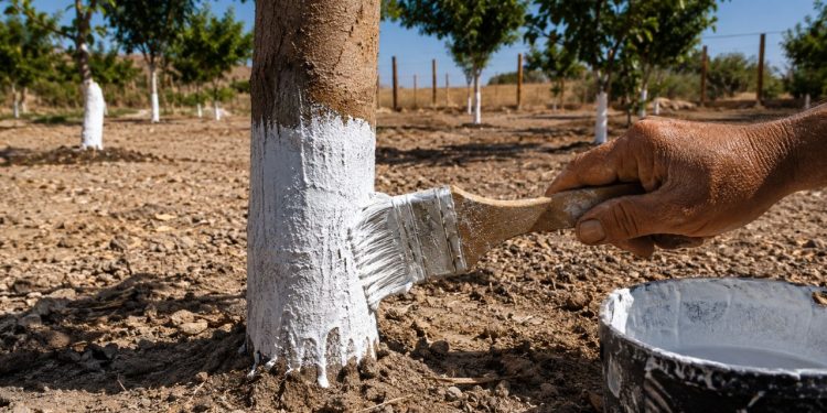 O motivo curioso que leva agricultores a pintarem troncos de árvores de branco há gerações