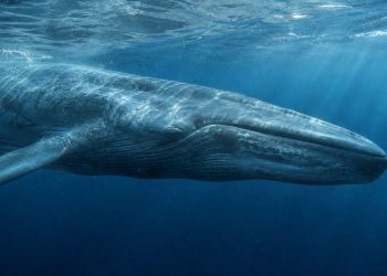 O motivo que explica por que não existem mamíferos azuis na natureza