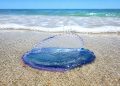 As “bolhas azuis” que apareceram nas praias não são lixo nem algas, dizem especialistas
