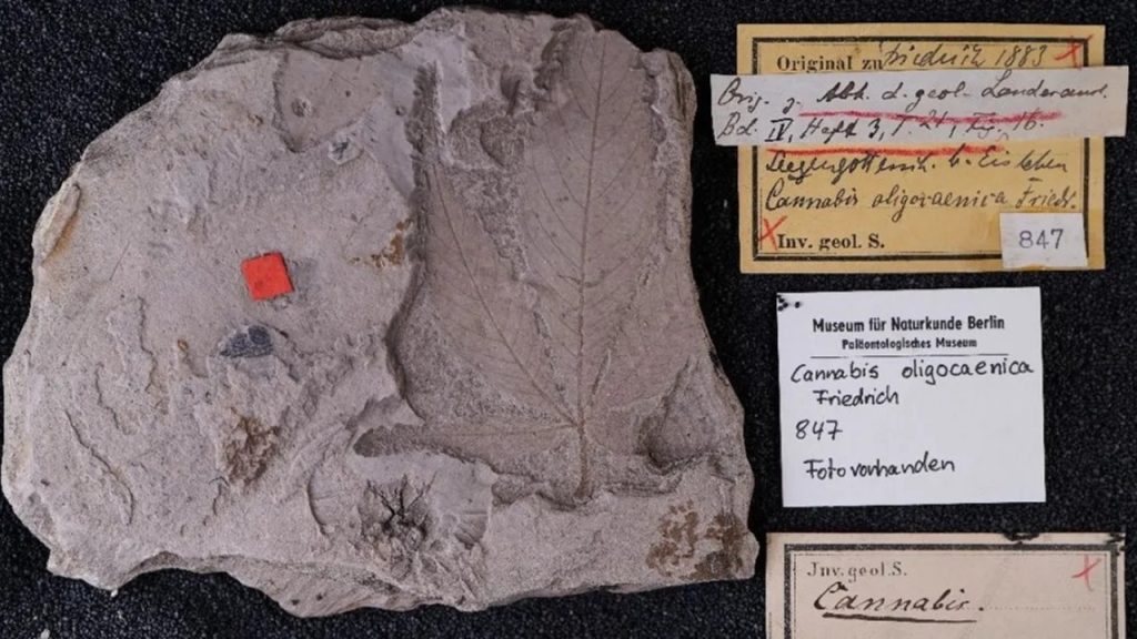 Fóssil de 56 milhões de anos pode revelar a planta de cannabis mais antiga já encontrada