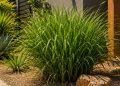 A planta resistente ao calor que perfuma quintais, espanta insetos naturalmente e ainda rende chá calmante muito usado no interior