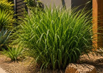 A planta resistente ao calor que perfuma quintais, espanta insetos naturalmente e ainda rende chá calmante muito usado no interior