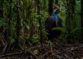 O pássaro considerado um dos mais perigosos do mundo vive em florestas tropicais