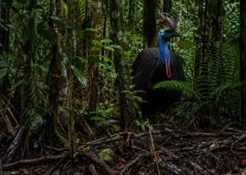 O pássaro considerado um dos mais perigosos do mundo vive em florestas tropicais