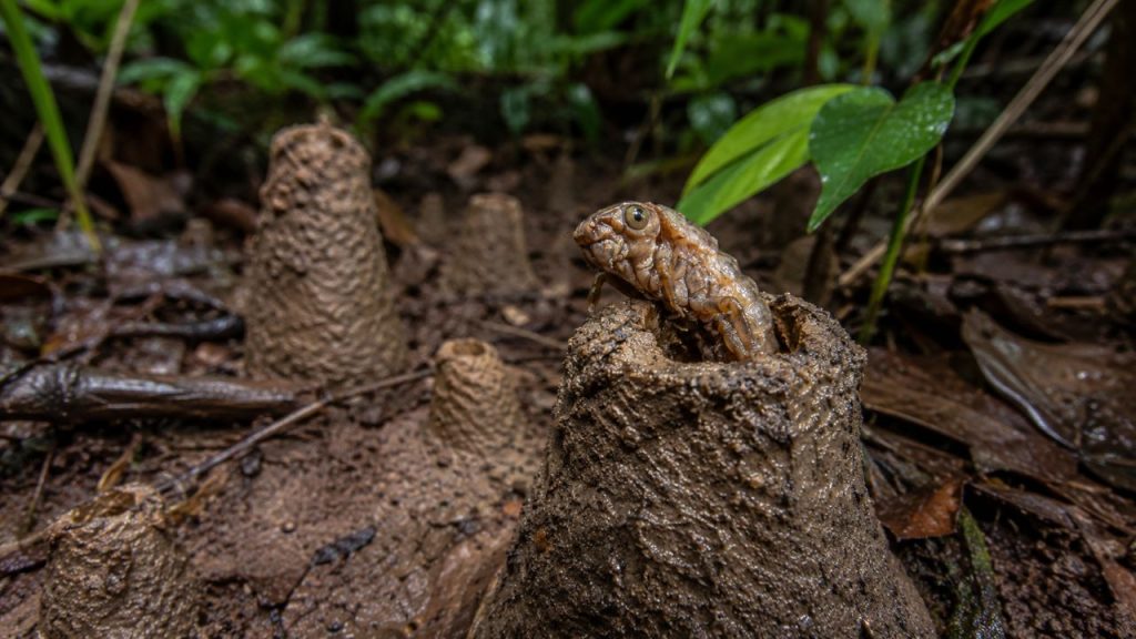 Cientistas usaram 40 preservativos para desvendar mistério de estruturas incomuns na Amazônia