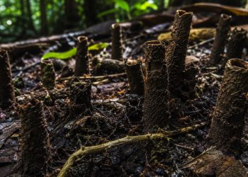 Cientistas usaram 40 preservativos para desvendar mistério de estruturas incomuns na Amazônia