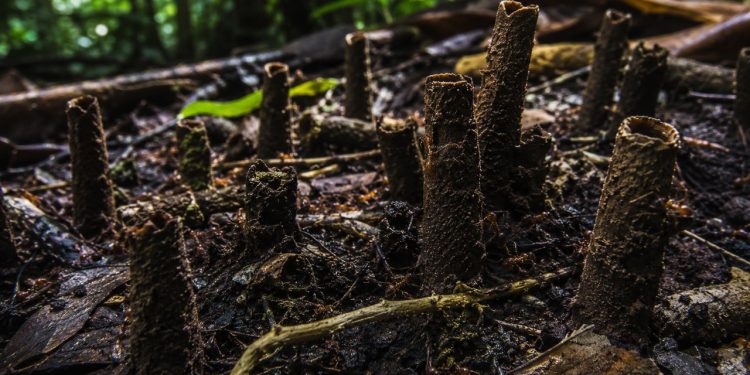 Cientistas usaram 40 preservativos para desvendar mistério de estruturas incomuns na Amazônia