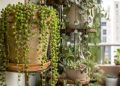 A planta pendente que está transformando varandas pequenas em jardins cheios de volume e cor