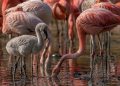Os flamingos são rosa por causa da alimentação, mas será que poderiam se tornar azuis?