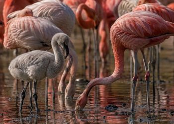 Os flamingos são rosa por causa da alimentação, mas será que poderiam se tornar azuis?