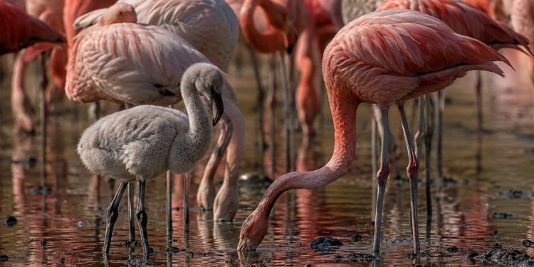 Os flamingos são rosa por causa da alimentação, mas será que poderiam se tornar azuis?