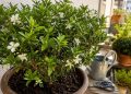 A planta que combina flores delicadas com um perfume marcante que se espalha pelo ambiente
