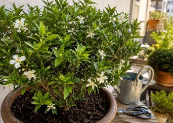 A planta que combina flores delicadas com um perfume marcante que se espalha pelo ambiente