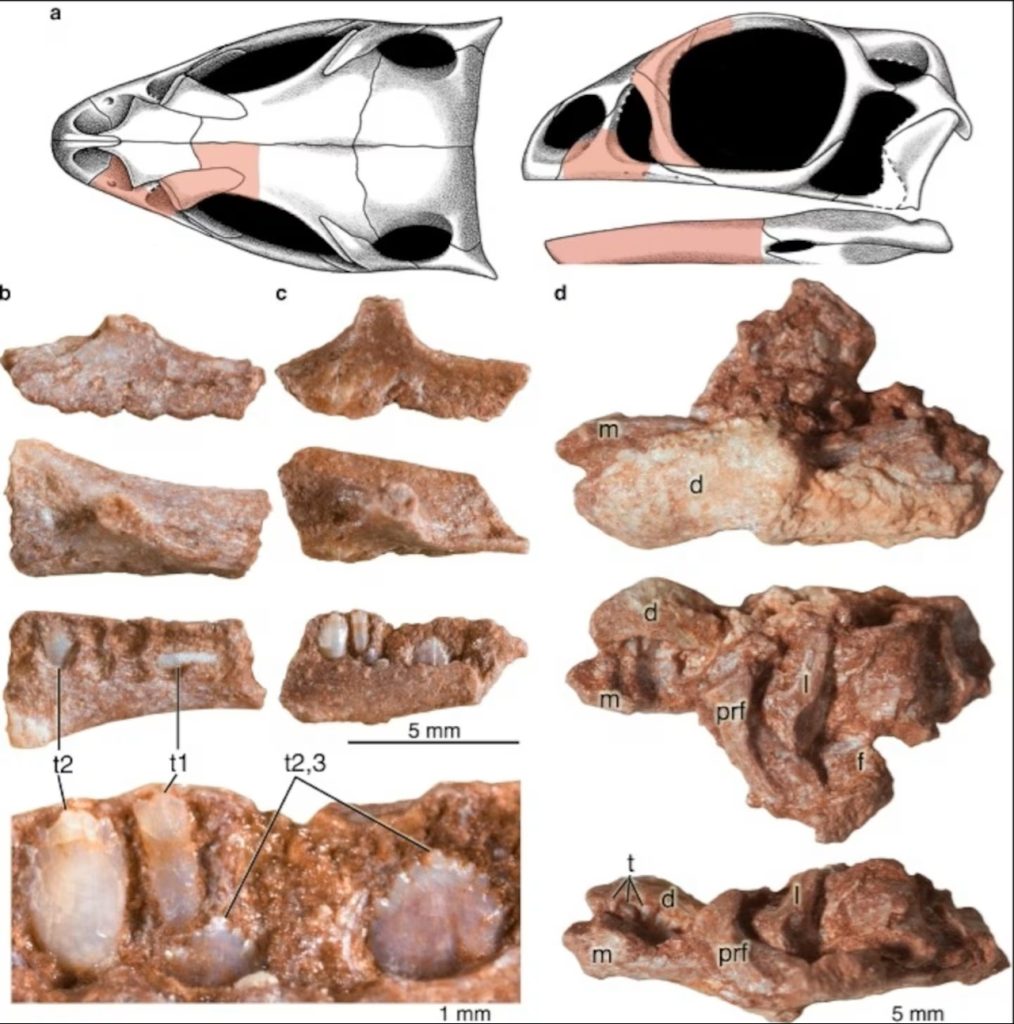 Cientistas encontram fósseis de 190 milhões de anos com característica inédita e intrigante