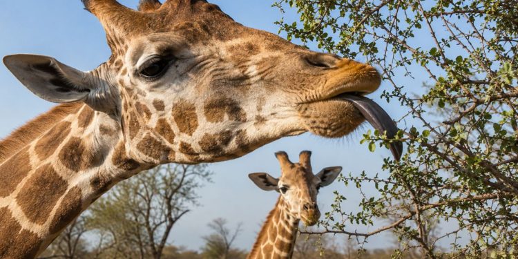 Girafas têm língua roxa, azulada e quase preta por um motivo curioso