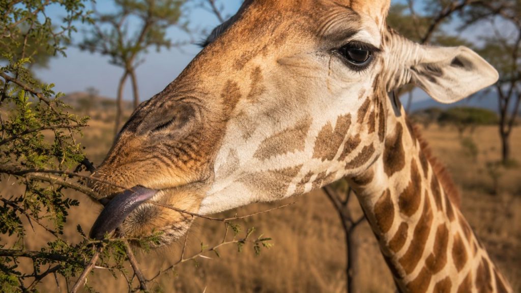 Cientistas explicam por que a língua das girafas possui uma coloração roxa escura tão incomum