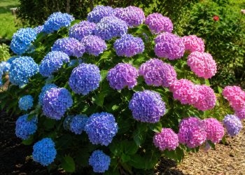 Como fazer hortênsias mudarem de cor usando um segredo conhecido por jardineiros experientes