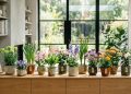 Qual é a planta que te representa, de acordo com o seu mês de nascimento?